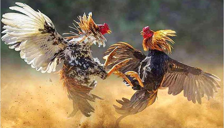 ABC8 Cockfighting - Extreme Playground, Extreme Betting, Extreme Winning in 2025!